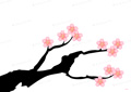 桜の壁紙